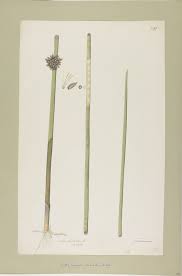 Image result for Schoenoplectiella articulata