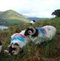 Joyce Country Sheepdogs from www.visitgalway.ie