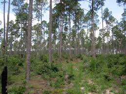 Prices are based on an average calculated from a sample of timber buyers across the u.s., and only intended to provide an estimate of trends and current prices. Exploring New Places South Carolina S Longleaf Pine Forest And The Endangered Red Cockaded Woodpecker