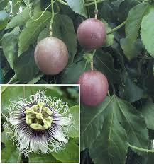 Image result for Passiflora edulis