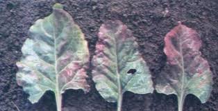 ‫أعراض نقص عنصر الفوسفور في النباتات | الأرض‬‎