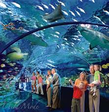 Ripley S Aquarium Of Canada Details On Toronto S 130 Million World Class Family Aquarium Myrtle Beach Vacation Ripley Aquarium