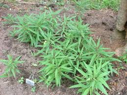 Image result for Shibataea