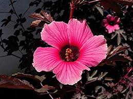 Image result for Hibiscus barbosae