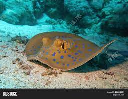 You can also feed your stingray chopped up seafood. Blue Spotted Stingray Image Photo Free Trial Bigstock