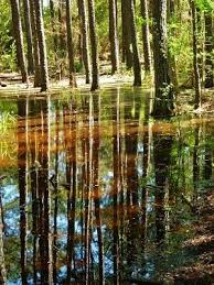 Kleb Woods Nature Preserve Amazing Site In Tomball Texas Nature Preserve Bald Cypress Old Farm