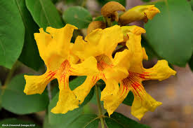 Image result for Markhamia lutea