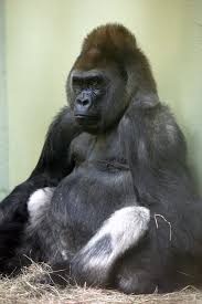 Image result for Ozoroa homblei