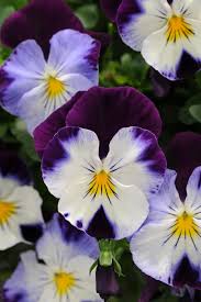 Pansy Photos Hgtv Pansies Flowers Winter Pansies Flower Pictures