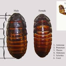 Roaches, cockroaches, german cockroach, american cockroach, brown banded cockroach, wood cockroach. External Anatomy Of Male And Female Madagascar Hissing Cockroaches Download Scientific Diagram