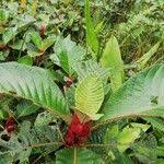 Image result for Stipularia africana