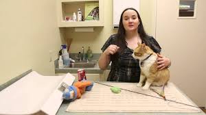 Be aware that many felines do not like to be touched on the stomach. How To Get A Cat To Stop Biting Youtube
