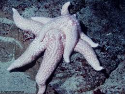 Image result for Xyris peteri