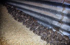 Sign up to receive our rundown of the day's top stories direct to your inbox. Mouse Explosions In Australia Pelgar International