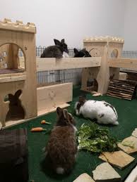 Ein haus für meine kaninchen! Kaninchen Tammy Im Neuen Zuhause Tierheim Goppingen Und Umgebung