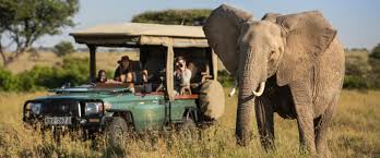 Wildlife Calendar - ADORE Africa