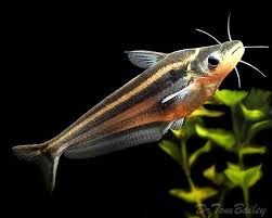 Aquarium Fish Advisor Aquarium Catfish Aquarium Fish Pet Fish