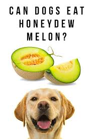 Watermelon/cantaloupe/honeydew (no seeds!) peeled apples. Can Dogs Eat Honeydew Melon Or Is It Best Left Off The Menu