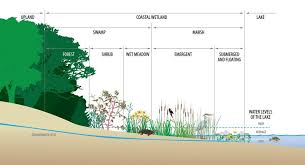 Stem Watch On Wetlands Wetland Wetlands Activities Ecosystems Projects