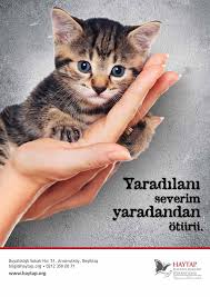Bir Kedinin Olumu Turkiye De Bir Bakisi Degistiriyor Mu Farkindalik Calismalarimiz Bagislarinizi Nerede Kullaniyoruz Haytap Hayvan Haklari Federasyonu