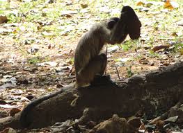 Maybe you would like to learn more about one of these? Capuchin Monkeys S Libidinosus From Goiania Using Tools 1 A Download Scientific Diagram