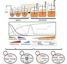 Maybe you would like to learn more about one of these? Recent Advances In Yeast Biomass Production Intechopen