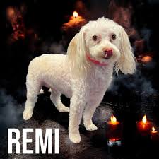 Furry Tails Pet Parlor LLC