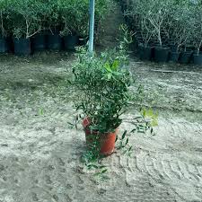 Image result for Salvadora persica