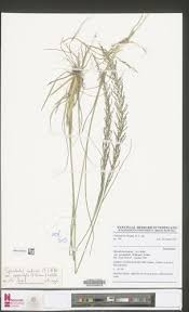 Image result for Sporobolus pyramidalis