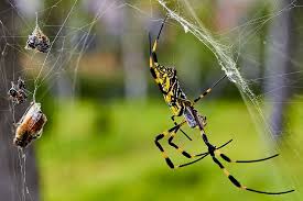 Hd Wallpaper South Korea Suwon Si Feeding Web Food Nature Wildlife Wallpaper Flare There are direct links between what we do to nature and the emergence of infectious diseases. south korea suwon si feeding web