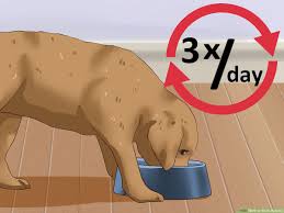 In the beginning, while the puppies are being weaned, feeding will be a mix of nursing and eating solid food. How To Wean Puppies 10 Steps With Pictures Wikihow