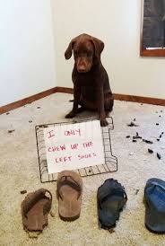 The 30 Best Dog Shaming Pictures That Prove Dogs Are Naughty Animal Shaming Dog Shaming Funny Dog Shaming Pictures