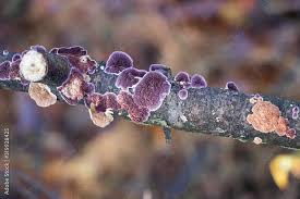 Image result for Trichaptum biforme