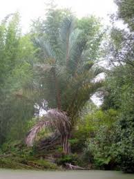 Image result for Raphia ruwenzorica