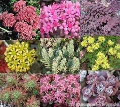 Fette Henne Sortiment Form Und Farbenvielfalt Semper Vivum De Pflanzen Onlineshop Pflanzen Fette Henne Pflanze Henne