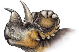 Wendiceratops Horned Dinosaur Fossil Adds Hooks To Evolutionary Tale Dinosaur Fossils Dinosaur Prehistoric Animals