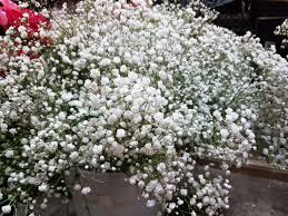 How much does baby's breath cost? Gypsophila Baby S Breath 10 Bunches Toronto Bulk Flowers