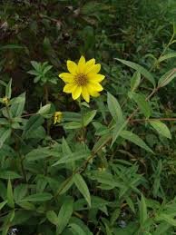 Image result for Distephanus divaricatus