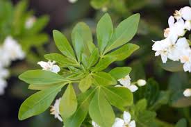 The mexican orange is a member of the rue family, closely related to lemon and other citrus. Choisya Ternata Mexican Orange Mock Orange Aromatische Immergruner Strauch Mit Dreiblattrigen Blattern Und Weissen Bluten In Trauben Lizenzfreie Fotos Bilder Und Stock Fotografie Image 65358899