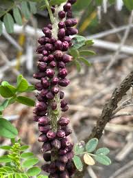 Image result for Pilostyles aethiopica