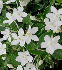 16 flowering shrubs for shade. Chill Out Your Florida Landscape With Asian Snow Artistree Artistree