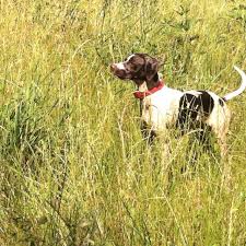 German Short Hair Brittany Spaniel Mix Brittany Dog German Shorthair Cute Animals