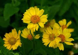 Image result for Verbesina encelioides