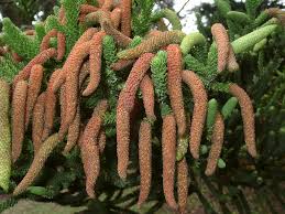 Image result for Arauk rie Araucaria