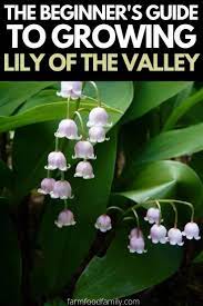 Lily Of The Valley Plant How To Grow Care For Convallaria Majalis Lily Of The Valley Plants Growing Lilies