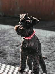 True mountain dogs, they were created to be versatile and independently minded. Black And Brown Miniature Schnauzer Puppy Photo Free Pet Image On Unsplash