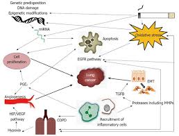 role of chronic obstructive pulmonary disease in lung cancer