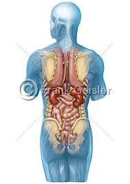 Inneren organe des menschen und ihre funktionen die funktion schilddrüse: Medidesign Frank Geisler Bild Anatomie Mensch Innere Organe Des Menschen Von Hinten