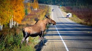 The Moose Is More Canadian Than The Beaver | Cbc Radio