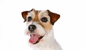The complete jack russell training solution is here. 48 Common Health Problems Found In Jack Russell Terriers Pethelpful